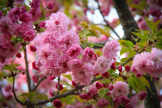 Japanisches Münzamt